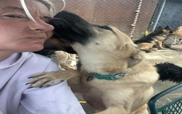 Mixed Breed dogs for adoption: Luanna - Norwich Norfolk  - Image 19