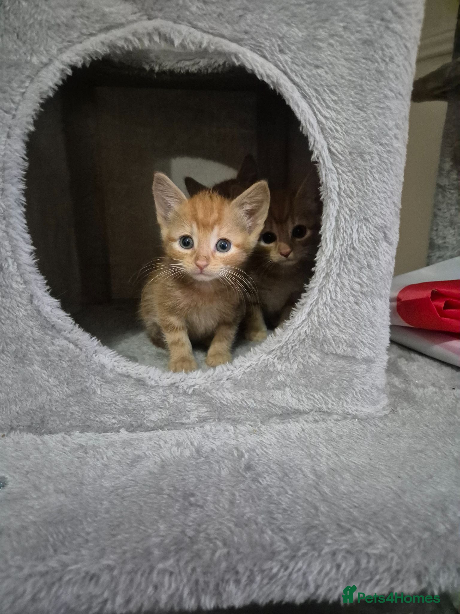 Arabian Mau cats Gorgeous kittens  - Advert 10