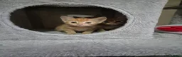 Arabian Mau cats for sale: Gorgeous kittens  - Advert 1