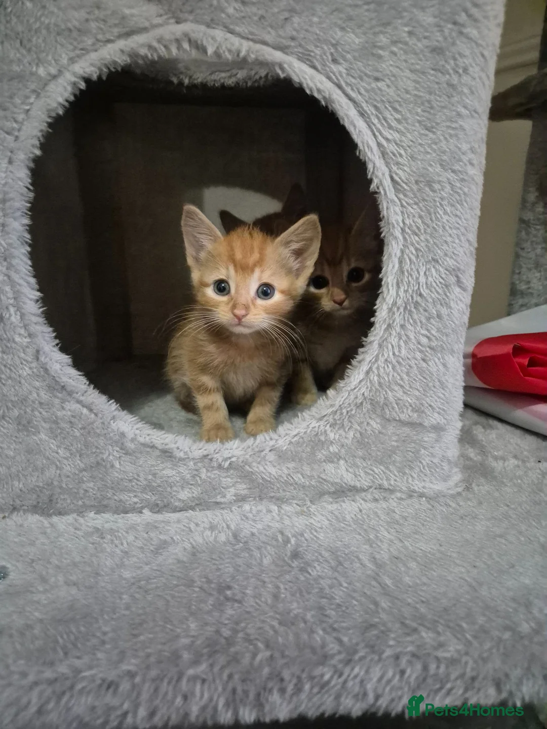 Arabian Mau cats for sale: Gorgeous kittens  - Advert 1