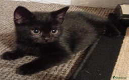 Mixed Breed cats for sale: Two black kittens looking for home  - Image 1