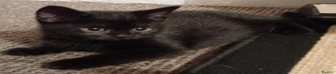 Mixed Breed Kitten 1