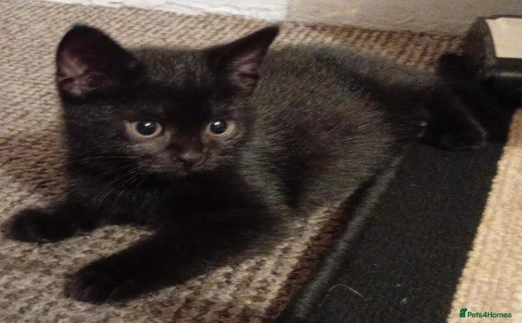 Mixed Breed cats - Advert 1