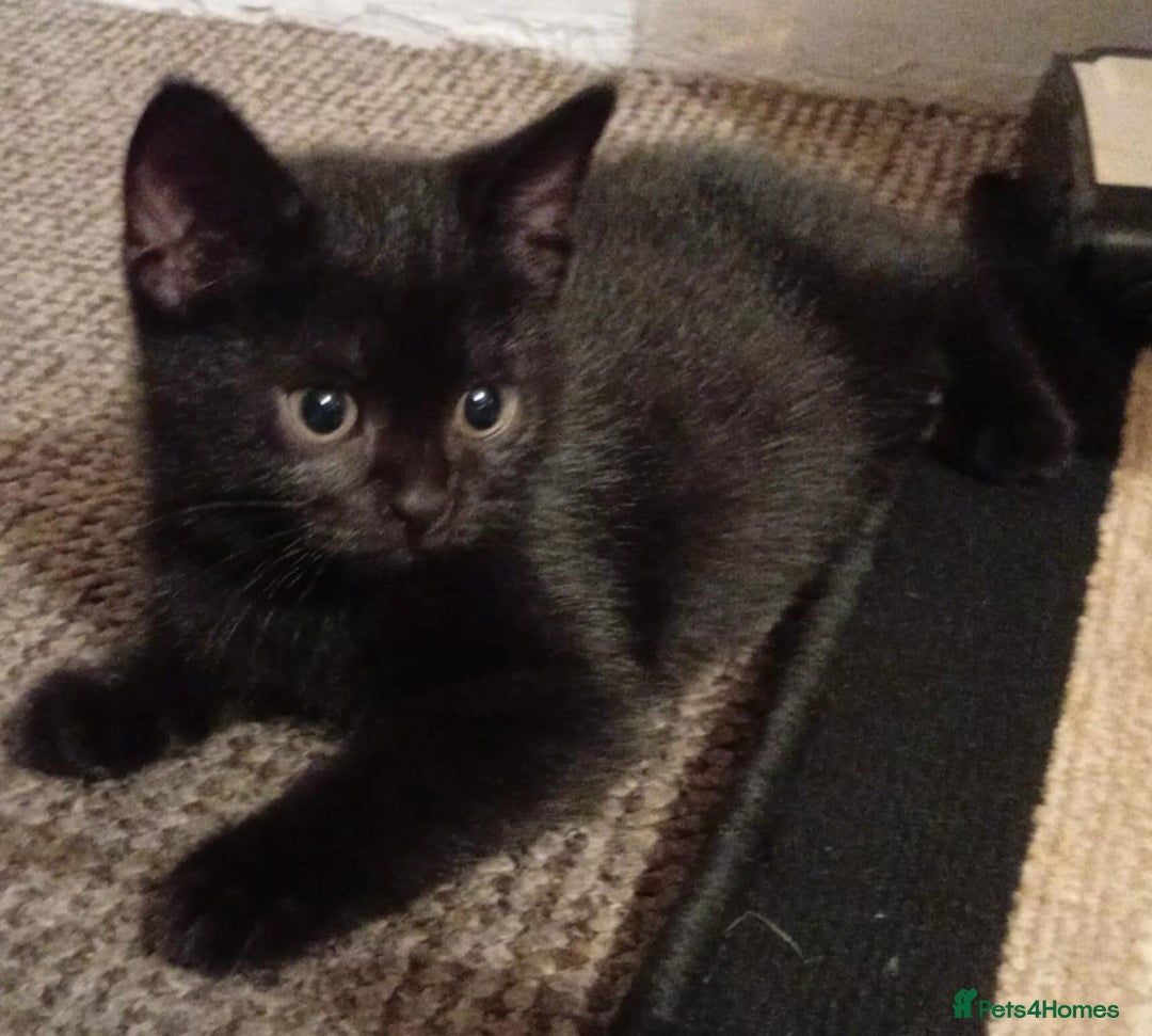 Mixed Breed cats for sale: Two black kittens looking for home  - Image 1