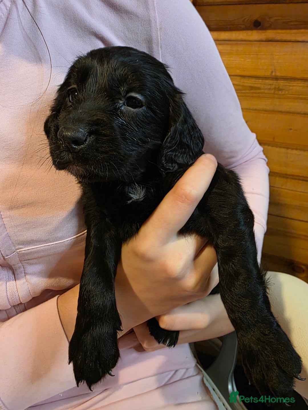 Cocker Spaniel dogs for sale: Beautiful Working KC Reg Cocker Spaniels Puppies - Advert 27