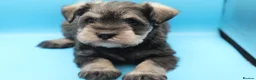 Miniature Schnauzer dogs for sale: 🌟 Exceptional KC Miniature Schnauzer Puppies 🌟 - Advert 6