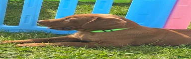 Labrador Retriever Puppy 6