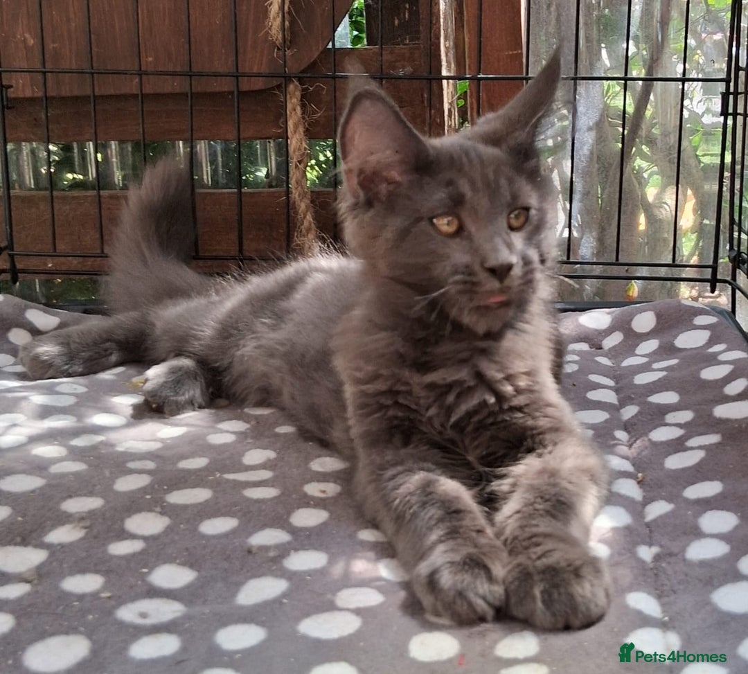Maine Coon cats for sale: Maine Coon XL purebred active - Image 24