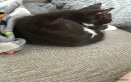 Ragdoll cats for sale: Ragdoll cross kitten (male) - Image 4