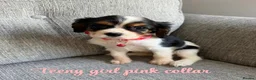Cavalier King Charles Spaniel dogs for sale: Cavalier King Charles puppies  - Advert 15