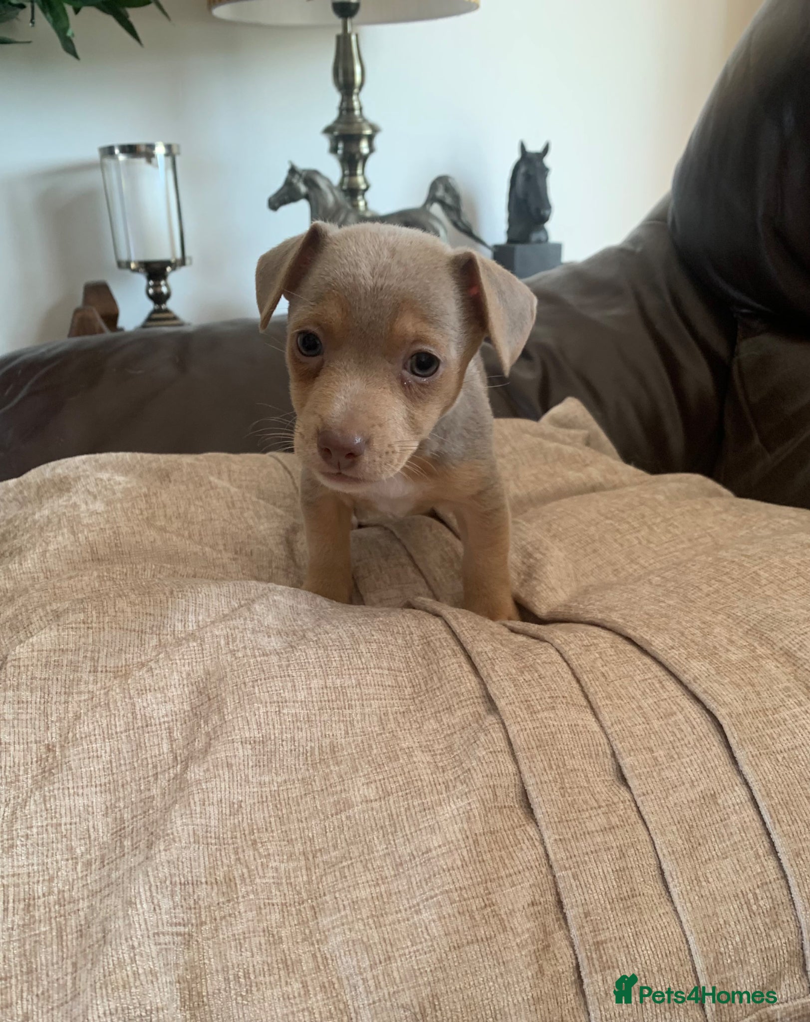 Jack Russell Puppy 3