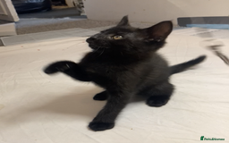 European cats for sale: Four Gorgeous Kittens Looking for Forever Homes - Image 16