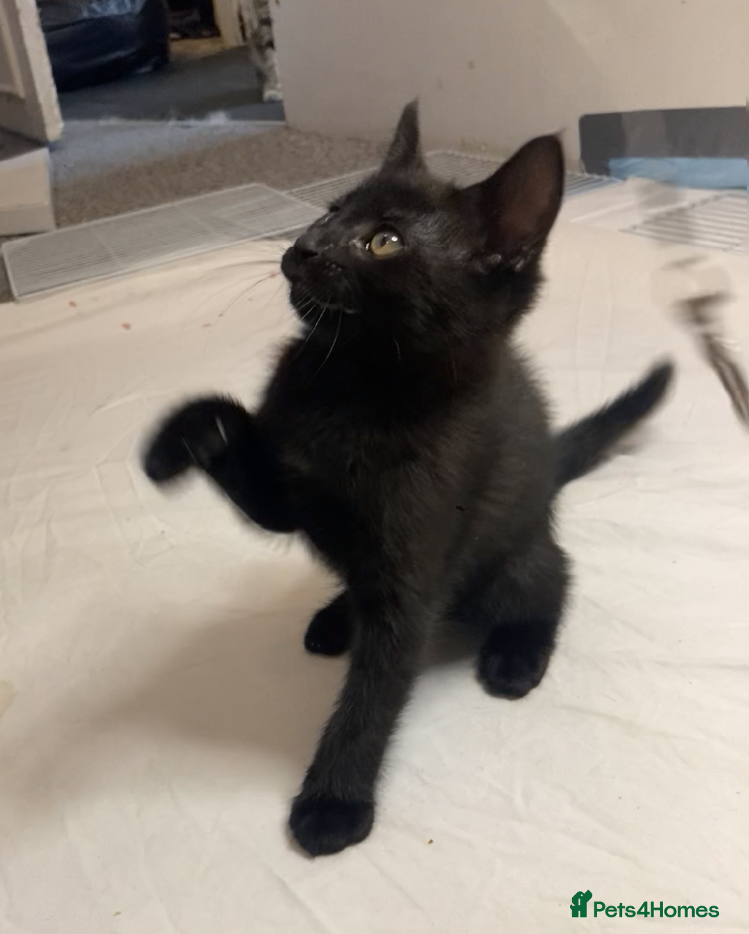 European cats for sale: Four Gorgeous Kittens Looking for Forever Homes - Image 16