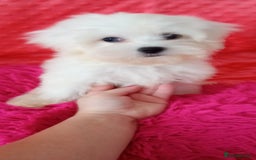 Maltese dogs for sale: Maltese puppies 2 girls and boy in Crewe - Image 3