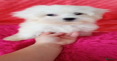 Maltese dogs in Crewe - Advert 6