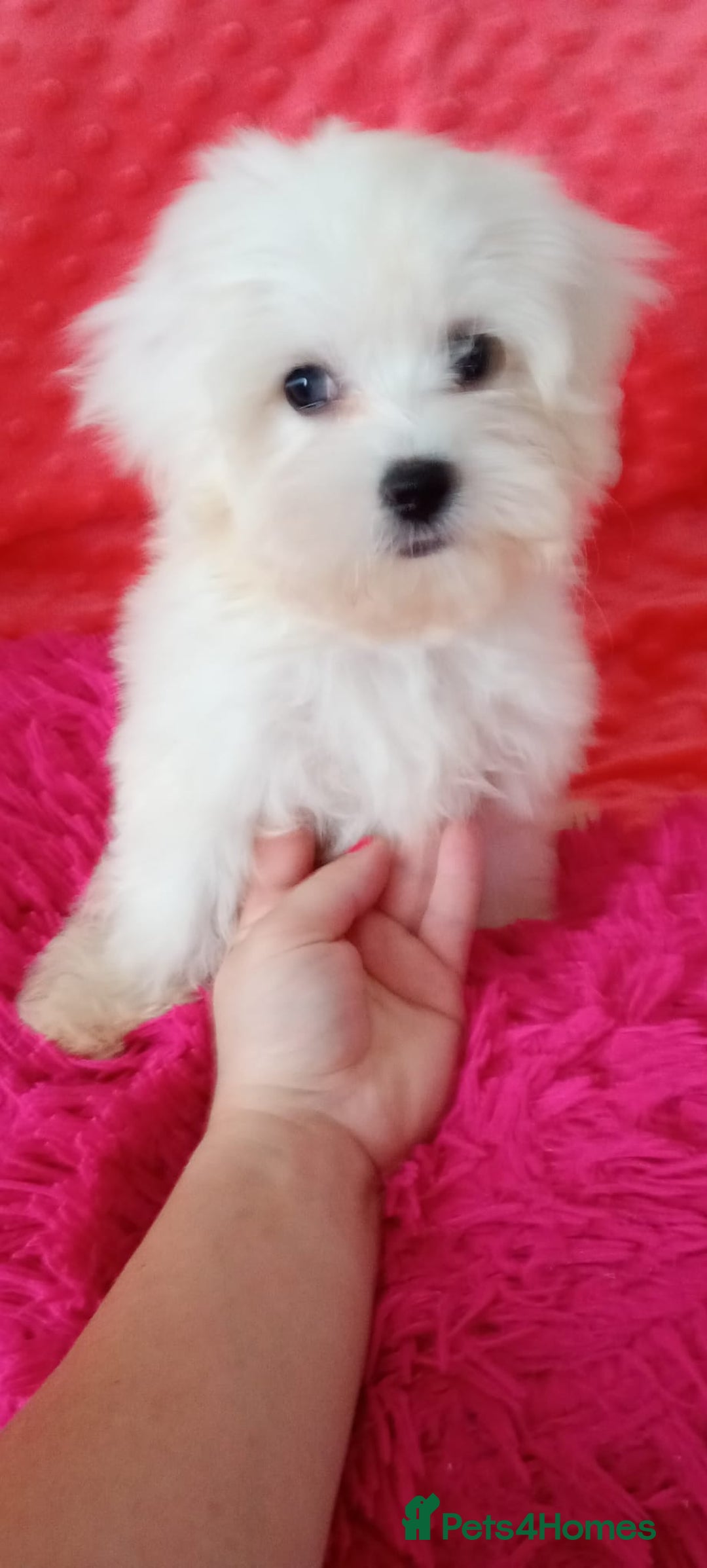 Maltese dogs for sale: Maltese puppies 2 girls and boy in Crewe - Image 3