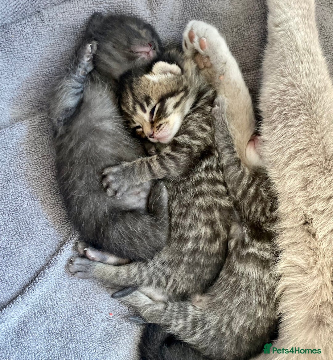 Mixed Breed cats for sale: ADORABLE KITTENS READ THIS WEEKEND  - Advert 3