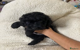 Cockapoo dogs for sale: ONLY 2  LEFT OUTSTANDING TINY MINITURE COCKAPOOS  - Image 8