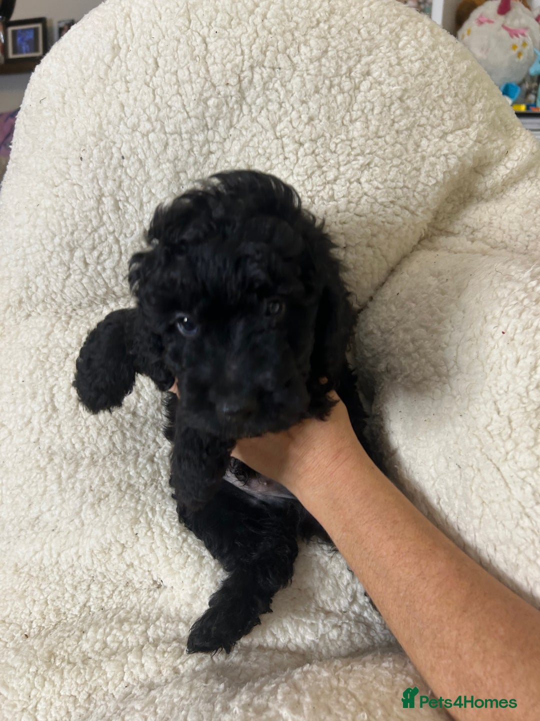 Cockapoo dogs for sale: ONLY 2  LEFT OUTSTANDING TINY MINITURE COCKAPOOS  - Image 8