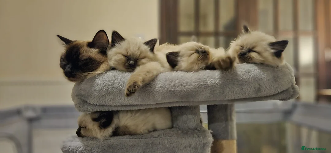 Ragdoll cats for sale: Female ragdoll, last one out of 6  in Nelson - Advert 8