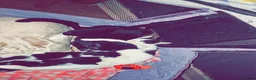 Domestic Shorthair cats for sale: Domestic long haired kittens - Advert 1