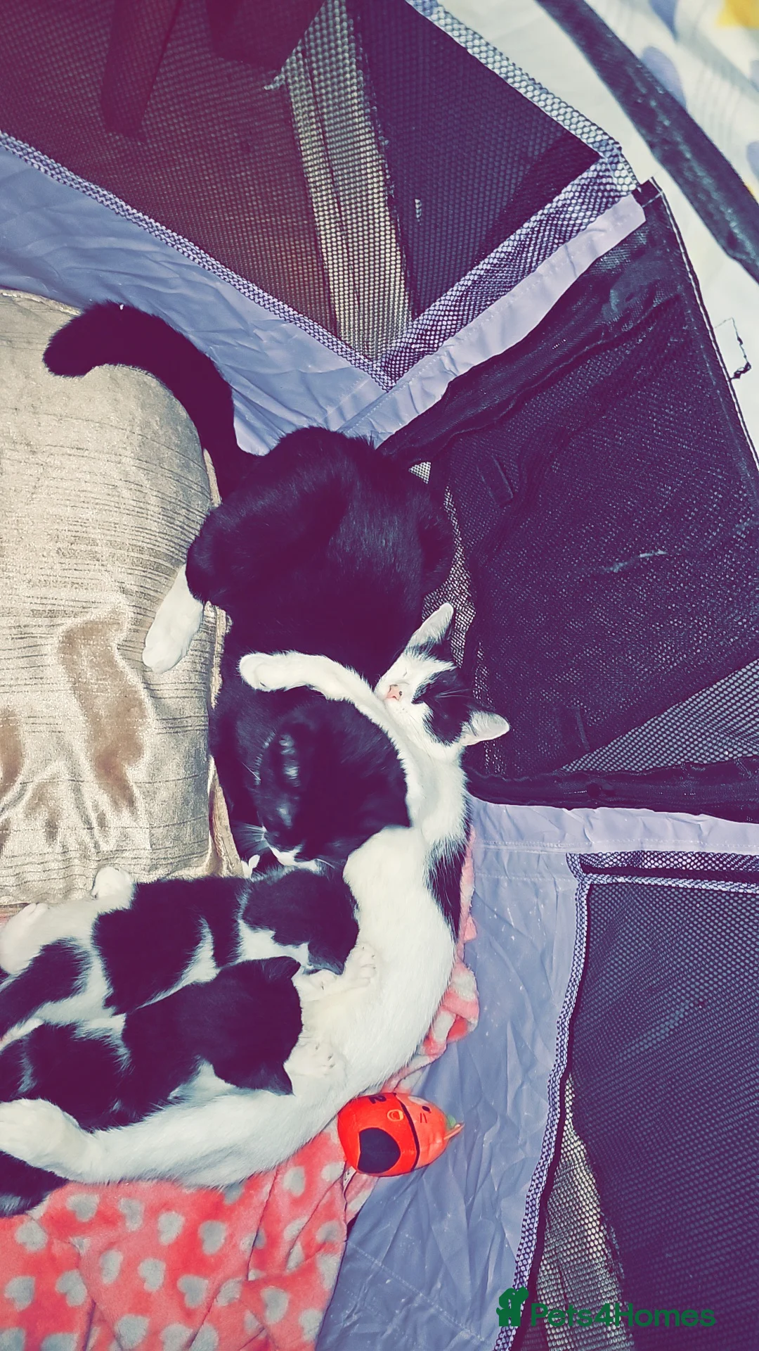 Domestic Shorthair cats for sale: Domestic long haired kittens - Advert 1