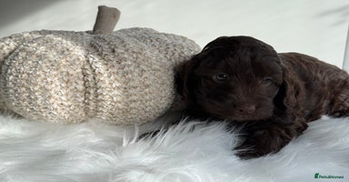 Cockapoo dogs - Advert 2