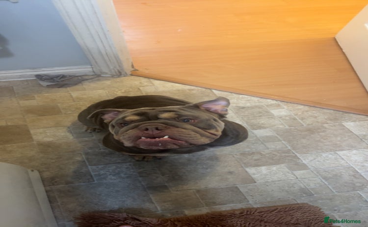 English Bulldog dogs - Advert 4