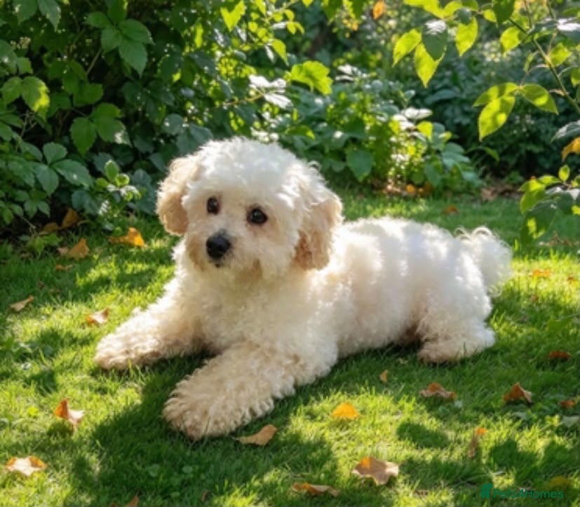 Maltipoo dogs 🐾 Absolutely Beautiful F1  Maltipoo Puppies  - Advert 6