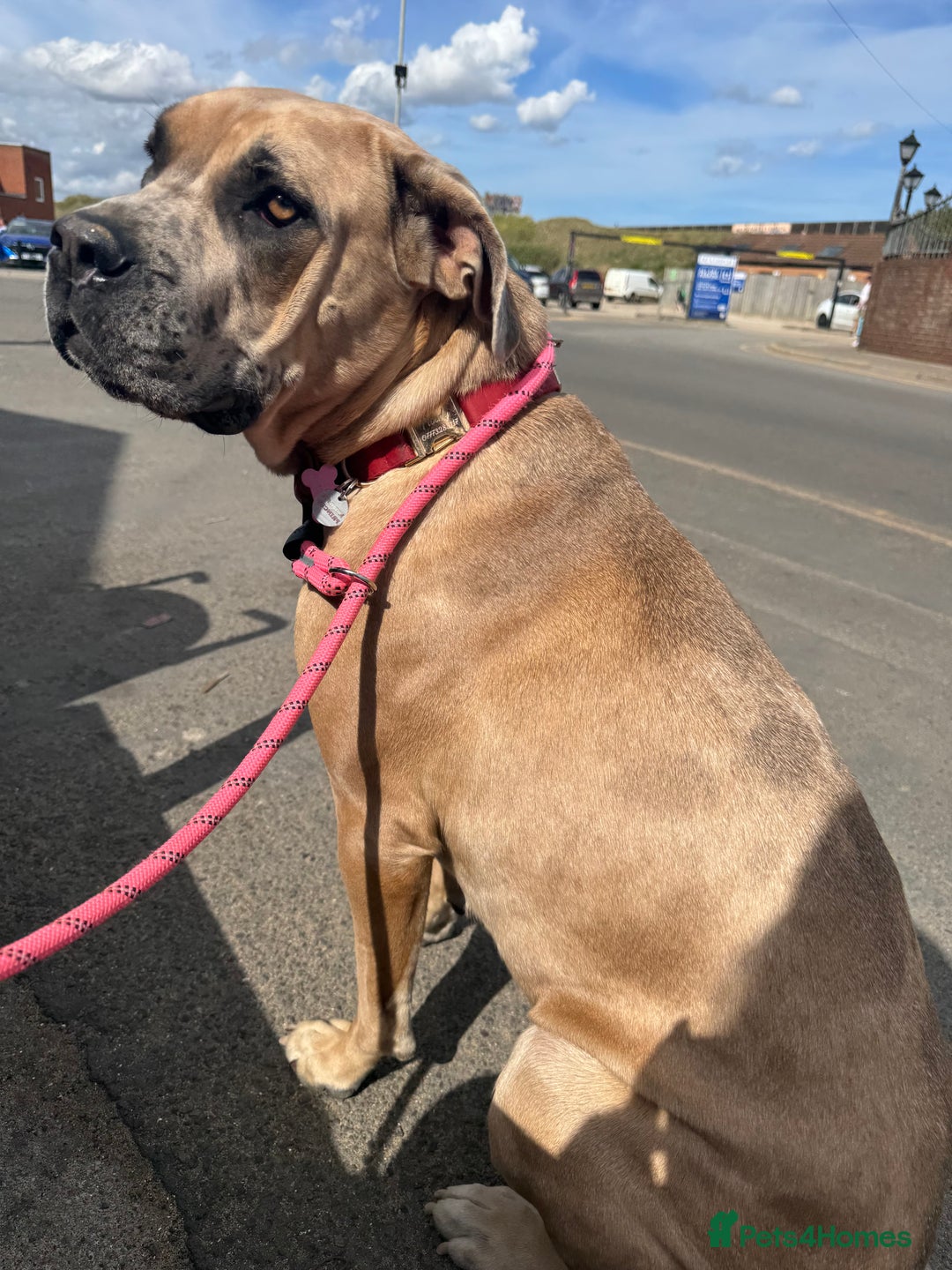 Cane Corso dogs for sale: Beautiful chunky  **  litter  - Advert 3