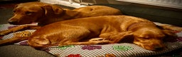 Labrador Retriever dogs for sale: Beautiful Fox Red Lab Bitch  - Advert 3