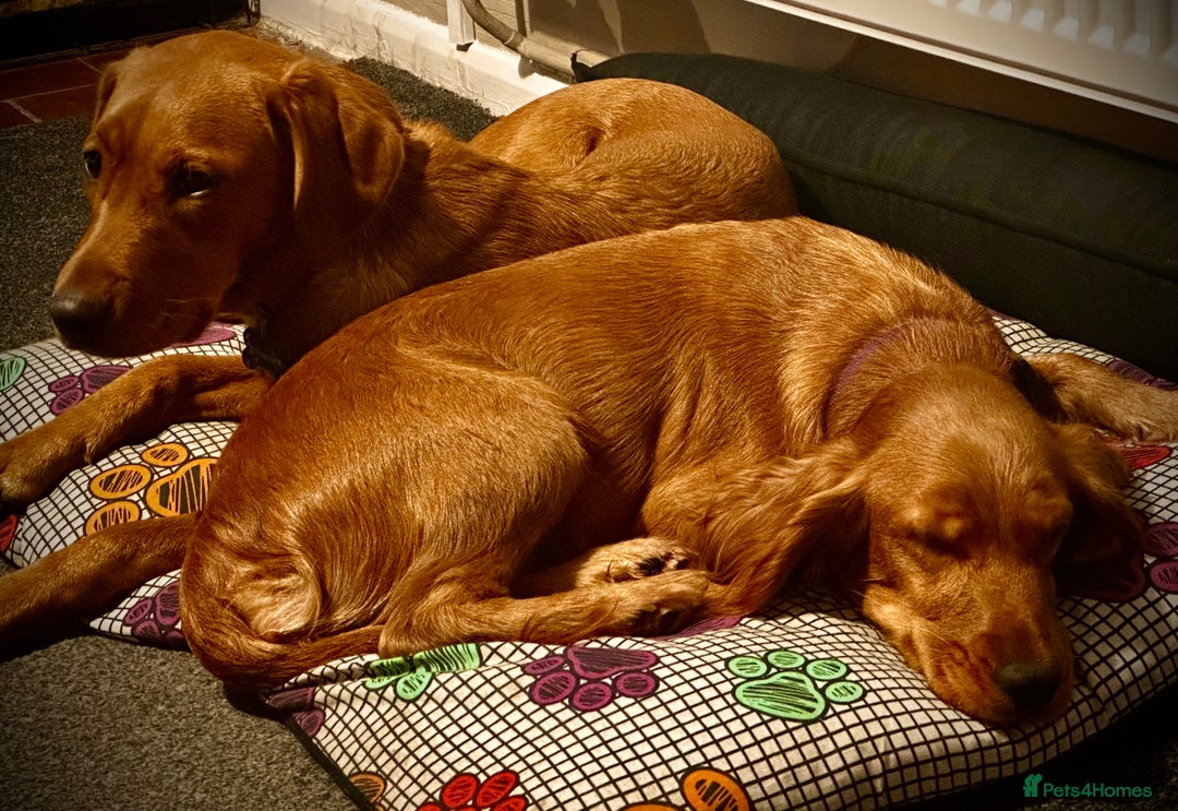 Labrador Retriever dogs for sale: Beautiful Fox Red Lab Bitch  - Advert 3