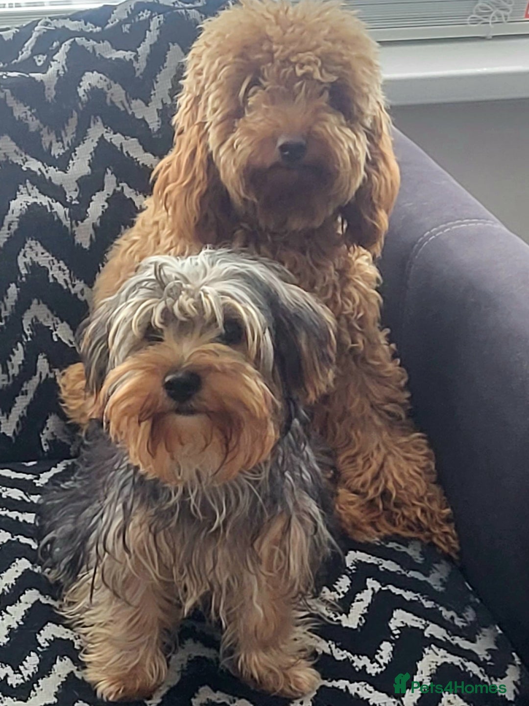 Mixed Breed dogs for sale: Yorkiepoo puppies  - Advert 6