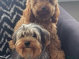 Mixed Breed dogs Yorkiepoo puppies - Advert 4