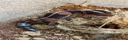 Gecko reptiles for sale: African Fat Tail Gecko  - Advert 3