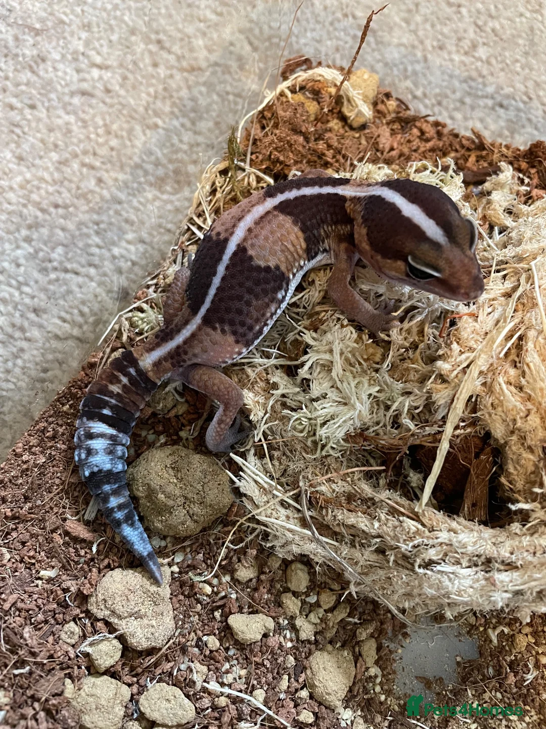 Gecko reptiles for sale: African Fat Tail Gecko  - Advert 3