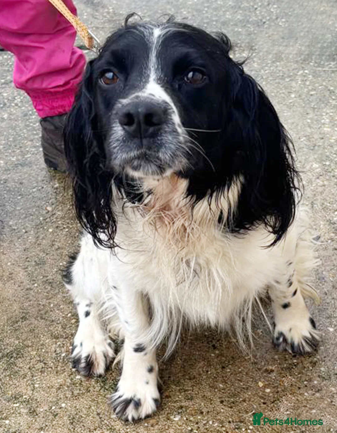 English Springer Spaniel dogs for sale: 5 Yr English Springer Spaniel - Advert 1
