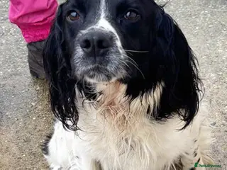English Springer Spaniel dogs 5 Yr English Springer Spaniel - Advert 8