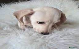 Miniature Dachshund dogs for sale: REDUCED LITTER KC REG mini Daxi  - Advert 2