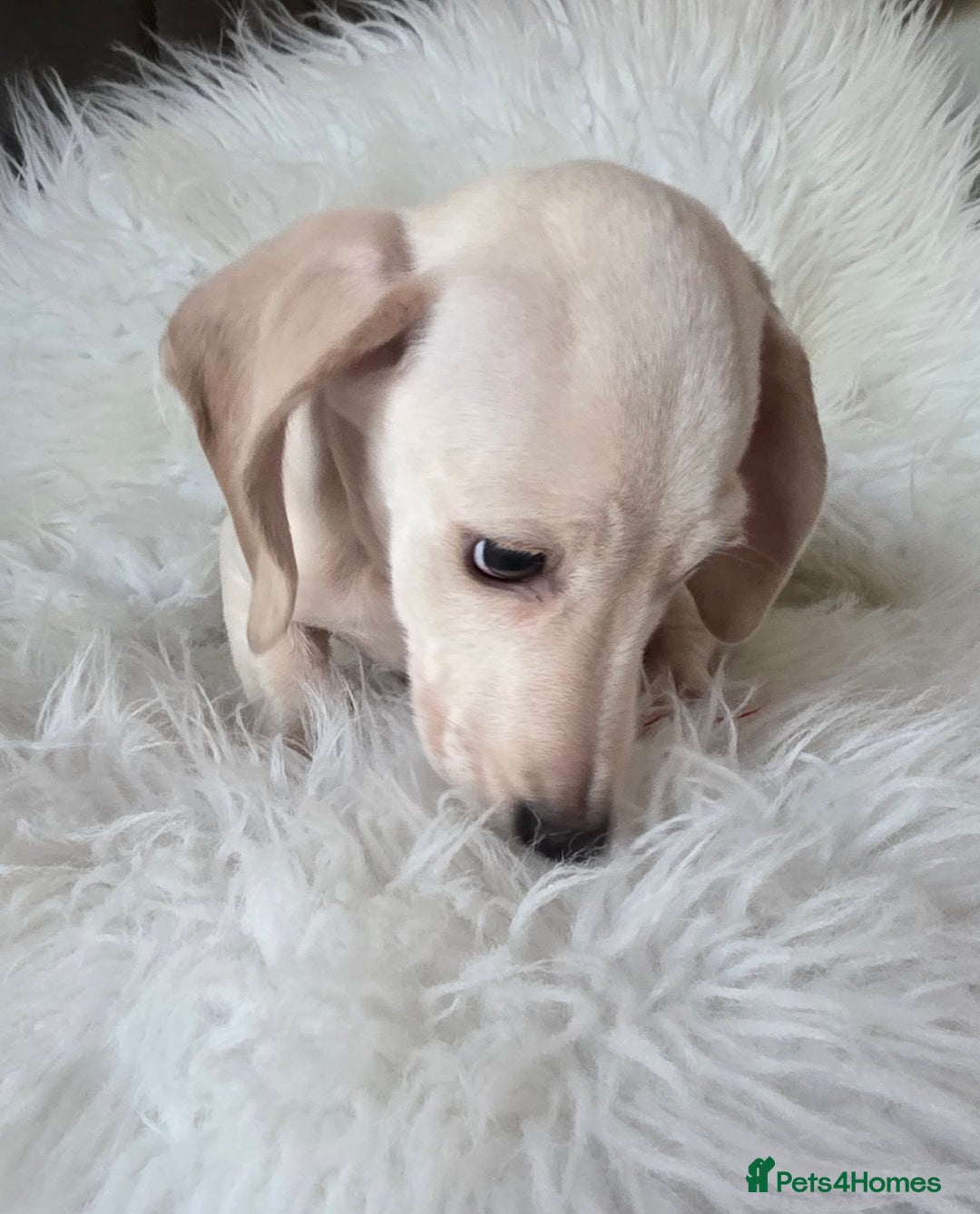 Miniature Dachshund dogs for sale: REDUCED LITTER KC REG mini Daxi  - Advert 2