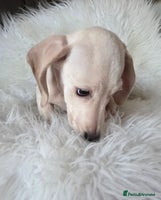Miniature Dachshund dogs REDUCED LITTER KC REG mini Daxi - Advert 3
