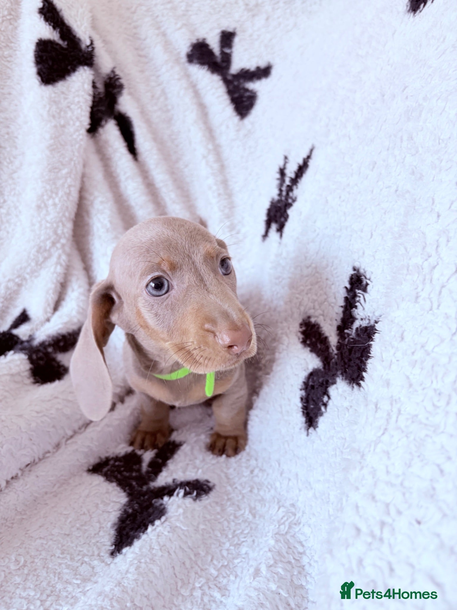 Dachshund dogs Isabella dachshunds 4 boys ready to go!!  - Advert 5