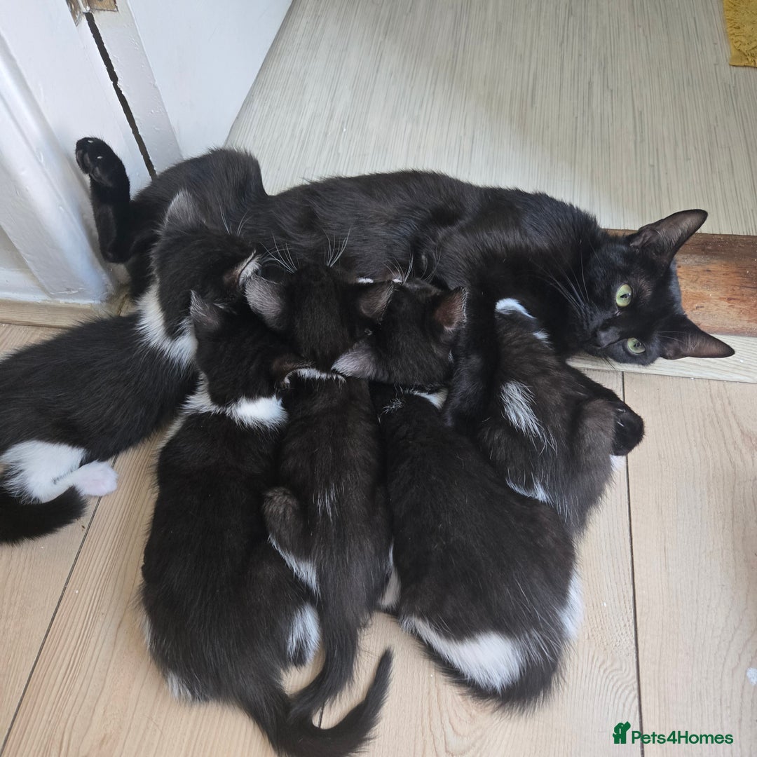 Mixed Breed cats for sale: Kittens - Image 4