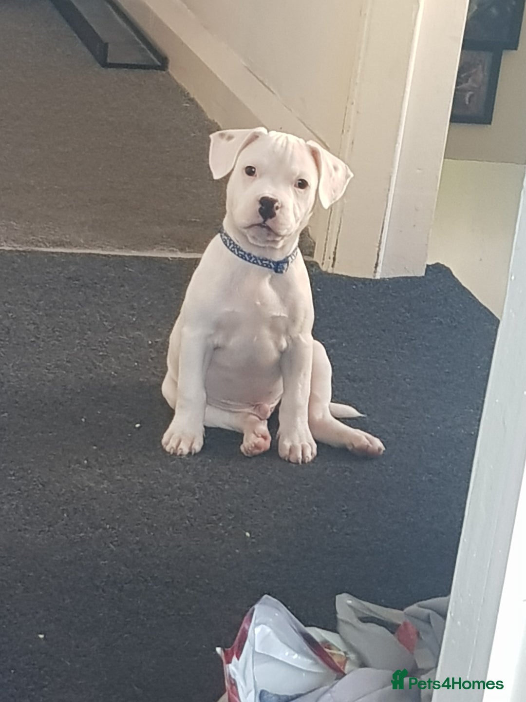 Mixed Breed dogs for sale: Male frenchie X staffy - Image 3