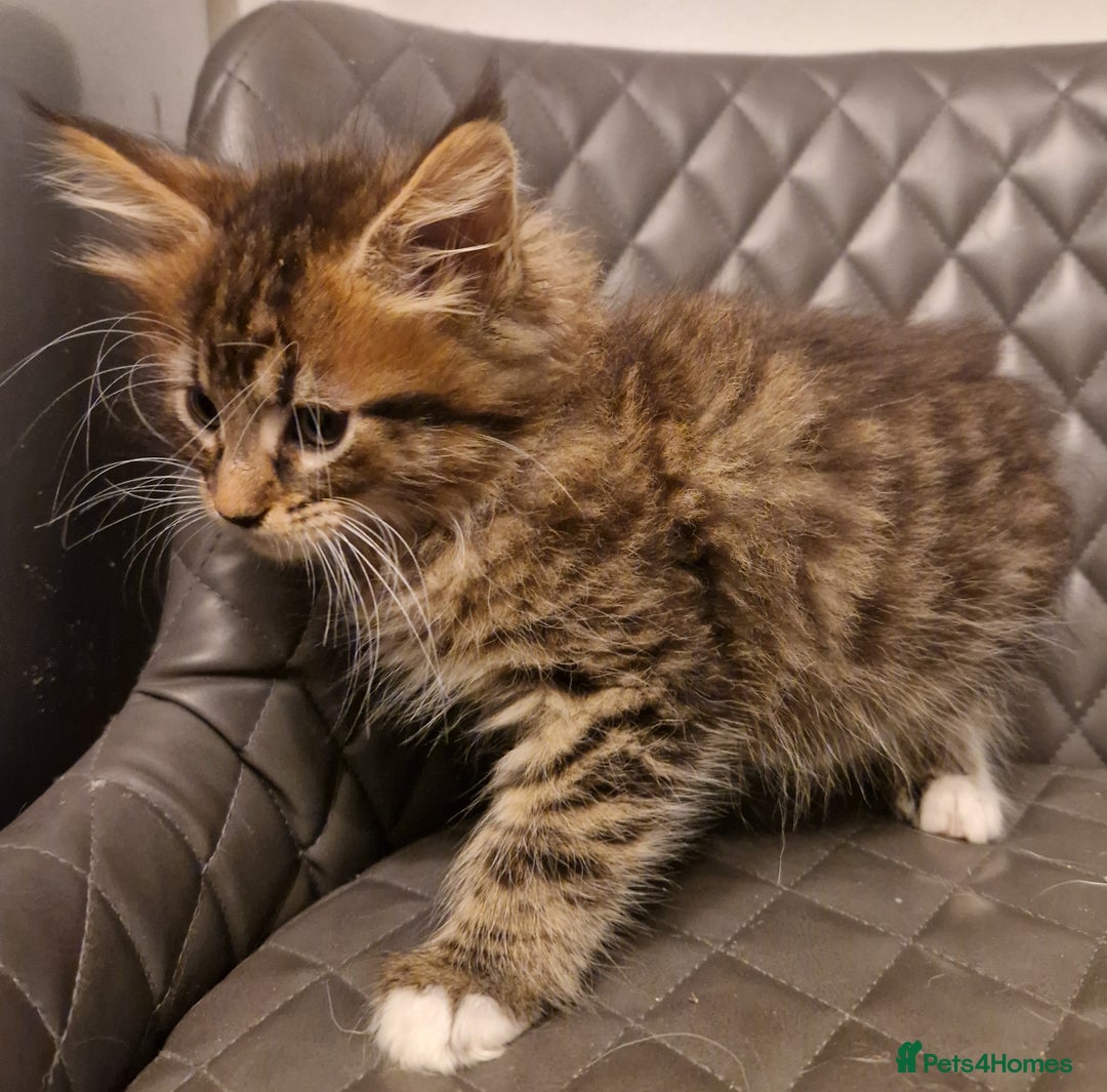Maine Coon cats for sale: Sweet Maine Coon kittens - Advert 14