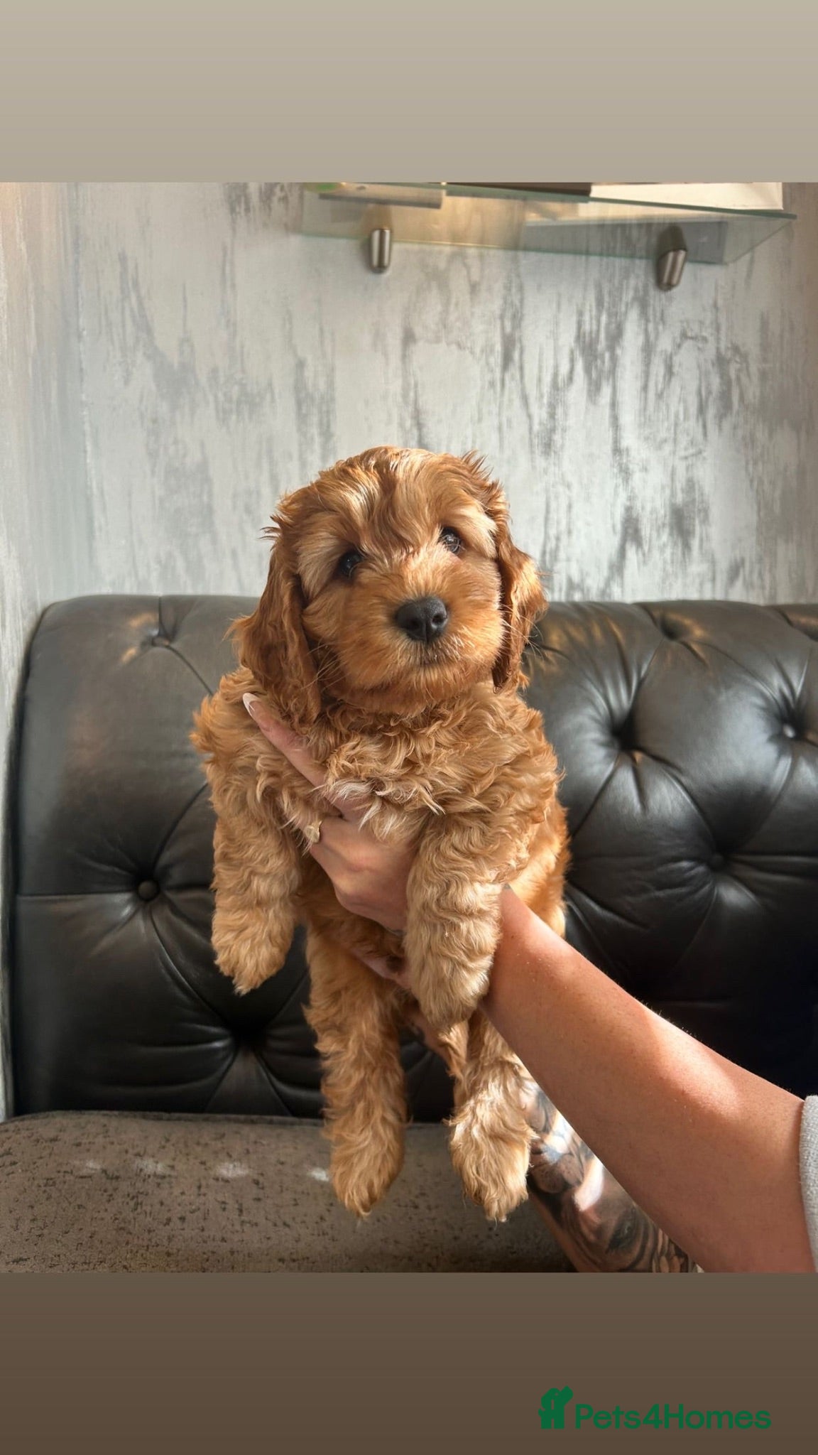 Cockapoo dogs Beautiful Fox Red F2 Cockapoo Puppies - Advert 1