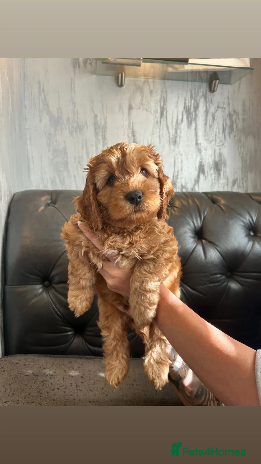 Cockapoo dogs for sale: Beautiful Fox Red F2 Cockapoo Puppies - Advert 1