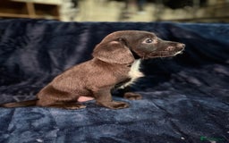 Mixed Breed dogs for sale: 3/4 spaniels 1/4 jack Russel puppy’s 🩷 - Image 18