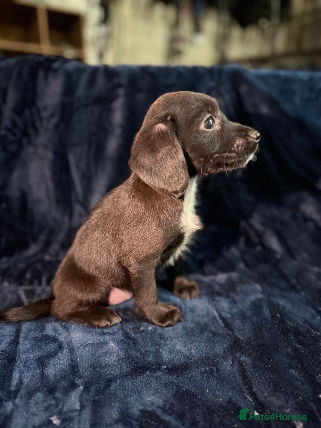 Mixed Breed dogs for sale: 3/4 spaniels 1/4 jack Russel puppy’s 🩷 - Image 18