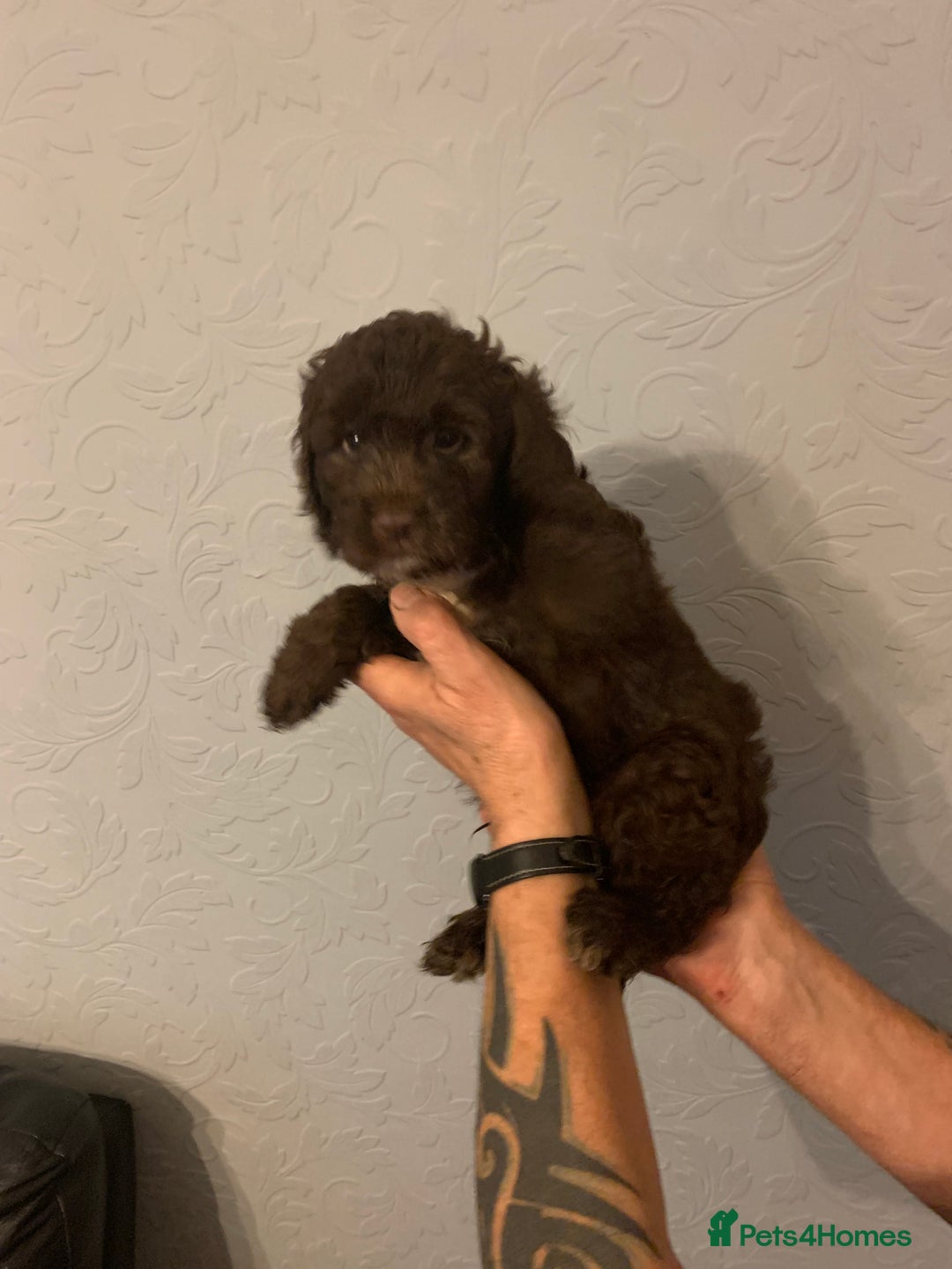 Cockapoo dogs for sale: FABULOUS LITTER OF COCKAPOO PUPPY’S - Advert 11